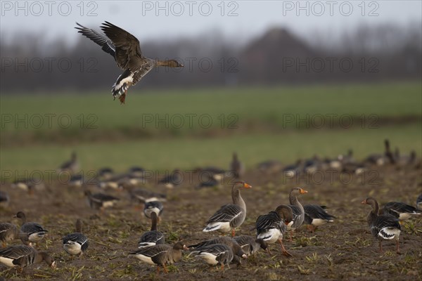 Bean goose (Anser fabalis), Texel, Netherlands