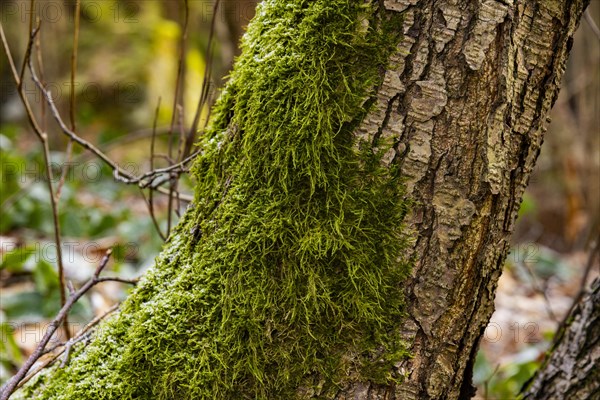 Mosses in winter on a tree in the Gottleuba valley, Bergieshuebel, Saxony, Germany, Europe