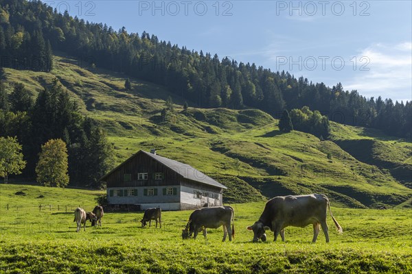 Alpine farm at Lecknersee, humpback meadow, cows, municipality of Dornbirn, Bregenzerwald, Voralberg, Austria, Europe
