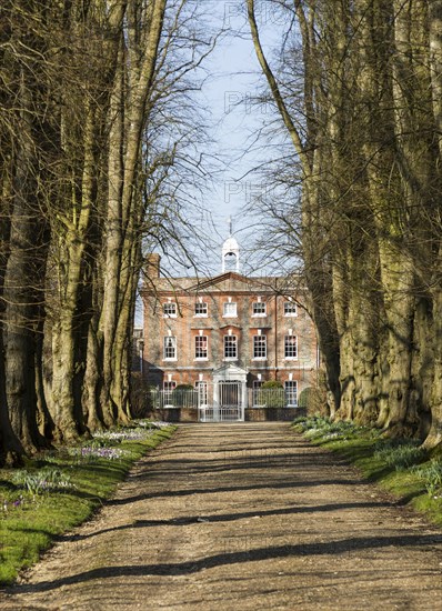 Avenue driveway lime trees leading to Oare House built 1740, Oare, Wilcot, Wiltshire, England, UK