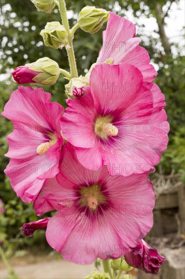 Close up of single hollyhock flower petals, Suffolk, England, UK