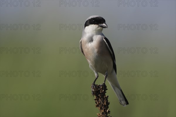 Lesser grey shrike (Lanius minor), Fueloephazi buckavidek, Kiskunsag National Park, Hungary, Europe