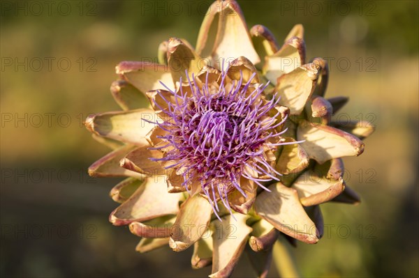 Globe artichoke, Cynara cardunculus, close up of purple flower and leaves, UK