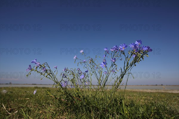 Flax (Linum usitatissimum) with surroundings and landscape, nature photography, Warmsee, Illmitz, Seewinkel, Lake Neusiedl, Burgenland, Austria, Europe