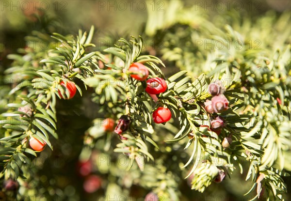 Close up red berries English yew tree, Taxus baccata, Yatesbury, Wiltshire, England, UK