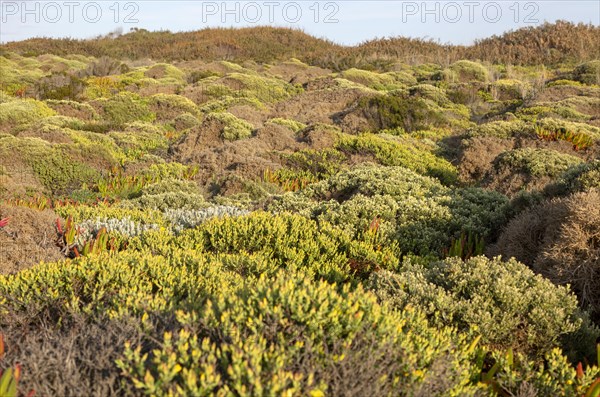 Vegetation Rota Vicentina Fishermen's Trail long distance coast path, Carvalhal, Alentejo Littoral, Portugal, Europe