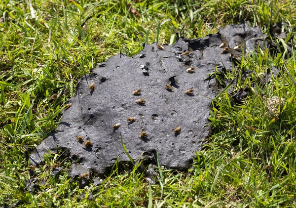 Scathophaga stercoraria, yellow dung fly, golden dung fly