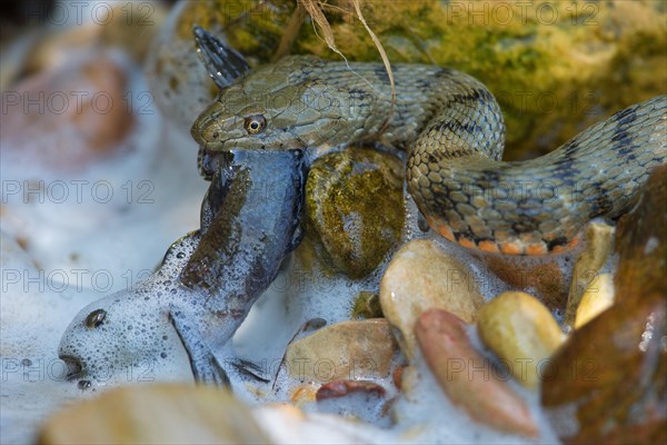 Dice snake (Natrix tessellata) on its way to the shore with preyed round goby (Neogobius melanostomus), Danube Delta Biosphere Reserve, Romania, Europe