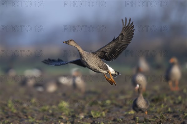 Bean goose (Anser fabalis), Texel, Netherlands