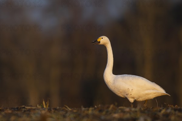 Tundra Swan, Texel, Netherlands