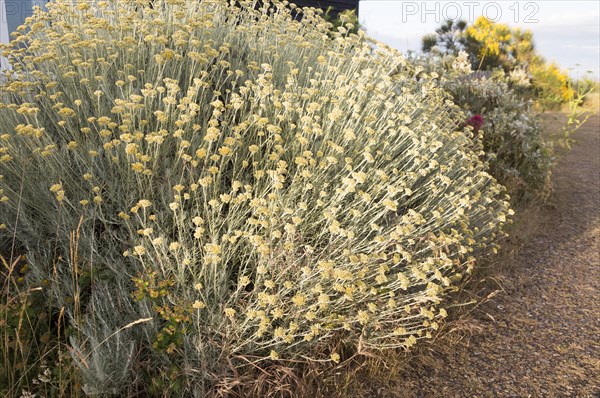 The Curry plant, Helichrysum italicum, Shingle Street, Hollesley, Suffolk, England, UK