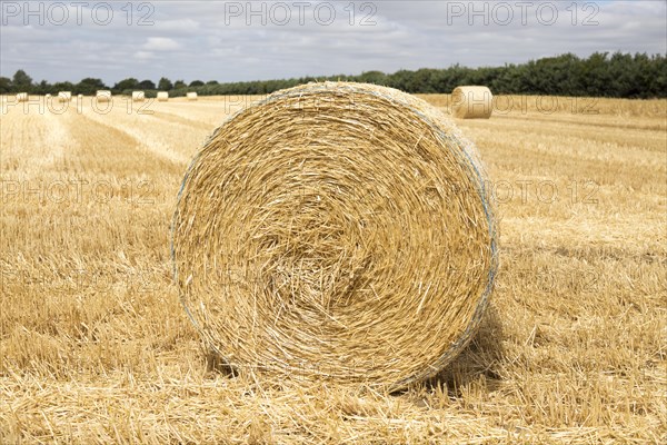 Round straw bales in flat field with overhead cumulus cloud, Sutton, Suffolk, England, UK