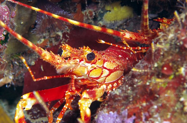 Diving in the Caribbean, Lobster, Caribbean, Central America