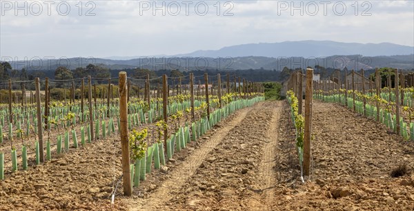 Rows of grape vines growing in springtime in a filed with view of distant mountains, Brejao, near Sao Teotonio, Alentejo Littoral, Portugal, southern Europe, Europe