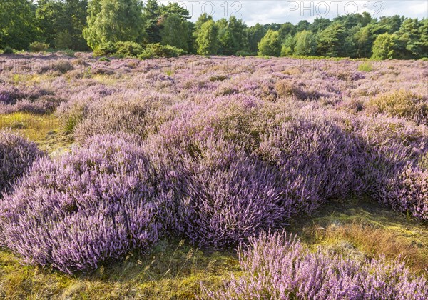 Heathland vegetation with heather in flower, Calluna vulgaris, Sutton Heath, Shottisham, Suffolk, England, UK