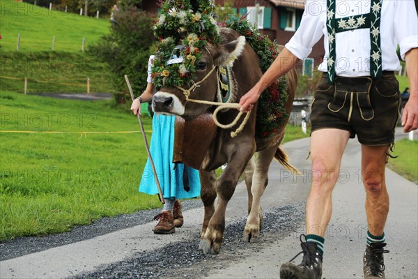 Traditional cattle drive or cattle seperation . As here in the Allgaeu, the cattle are driven down into the valley after about a hundred days in the Alps (or mountain pastures) (Memhoelz district of Hupprechts, Allgaeu)