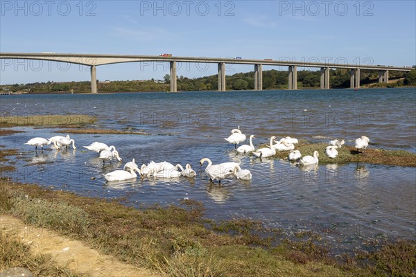 Mute Swans, Cygnus Olor, feeding, River Orwell near Orwell bridge, Wherstead, Suffolk, England, UK