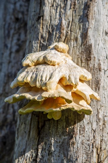 Chicken in the Woods fungus, Laetiporus sulphureus, growing on dead tree Suffolk, England, UK