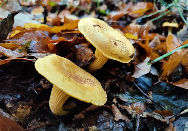 Two mushrooms of the chanterelle family (Cantharellales) on the forest floor with leaves in autumn, Hagen, North Rhine-Westphalia, Germany, Europe