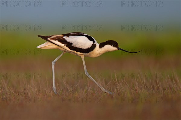 Black-capped avocet (Recurvirostra avosetta), Danube Delta Biosphere Reserve, Romania, Europe