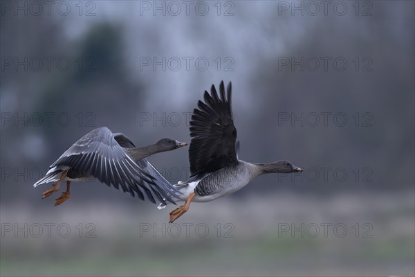 Bean goose (Anser fabalis), Texel, Netherlands