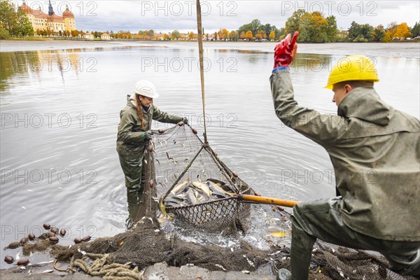 Fish and forest festival, fishing in the Moritzburg castle pond, Moritzburg, Saxony, Germany, Europe