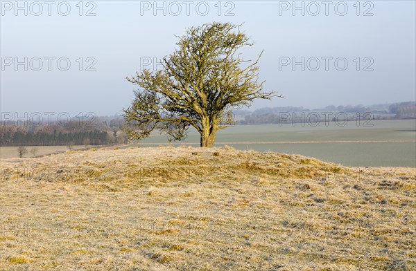 Bronze Age bowl barrow on Windmill Hill, a Neolithic causewayed enclosure, near Avebury, Wiltshire, England, UK