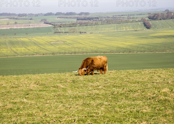 Longhorned Highland bull grazing on scarp slope overlooking clay vale, Hackpen Hill, Wiltshire, England, UK