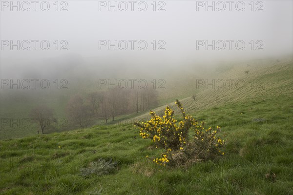 Foggy weather scarp slope of chalk downs near Knap Hill, Alton Barnes, Wiltshire, England, UK