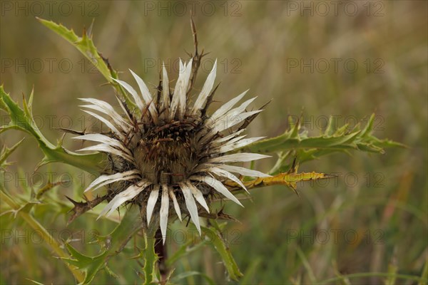 Blossom of silver thistle (Carlina acaulis), vineyard, Huenfeld, Hesse, Rhoen, Germany, Europe