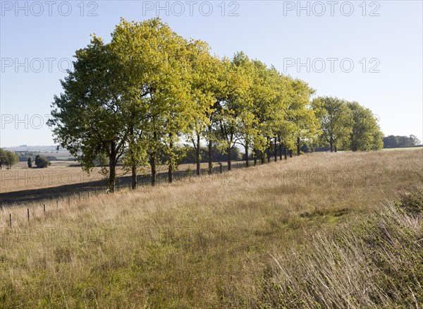 Line of trees in early autumn leaf in chalk landscape, Yatesbury, Wiltshire, England, UK
