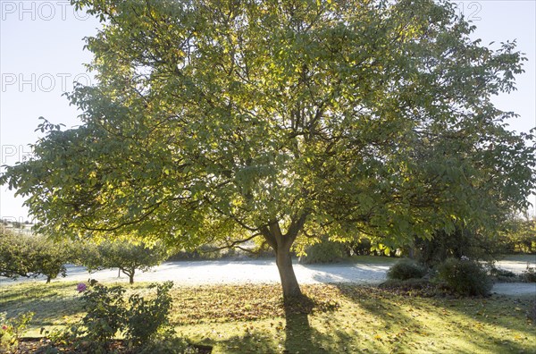 Early morning sun shining through leaves of walnut tree with frost on grass lawn in ruralgarden, Wiltshire, England, UK