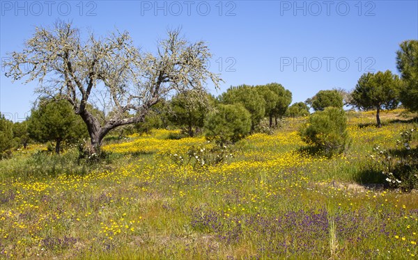 Countryside landscape of wildflower meadow and pine and oak trees in springtime, near Castro Verde, Baixo Alentejo, Portugal, Southern Europe, Europe