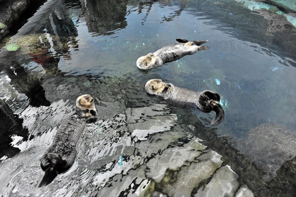 Sea otter, Kalan or sea otter (Enhydra lutris), in the Oceanario, Parque das Nacoes, Nacoes, Park of Nations, Lisbon, Portugal, Europe