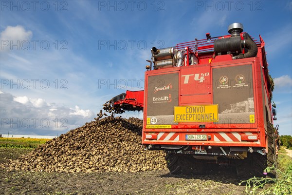 Sugar beet harvest in the Palatinate: The large mountains full of sugar beet at the edge of the field can be seen everywhere in autumn. A few days after the harvest, these sugar beets are loaded into the trailer of a lorry by a beet mouse and driven to the sugar beet factory in Offstein