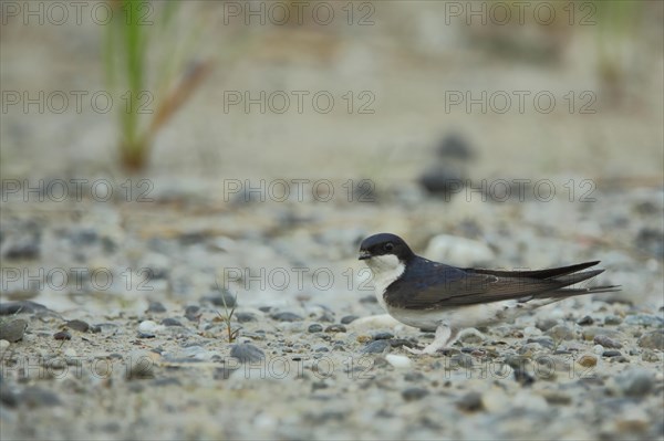 Common house martin (Delichon urbica) on the ground, Zicksee, St. Andrae, Seewinkel, Lake Neusiedl, Burgenland, Austria, Europe