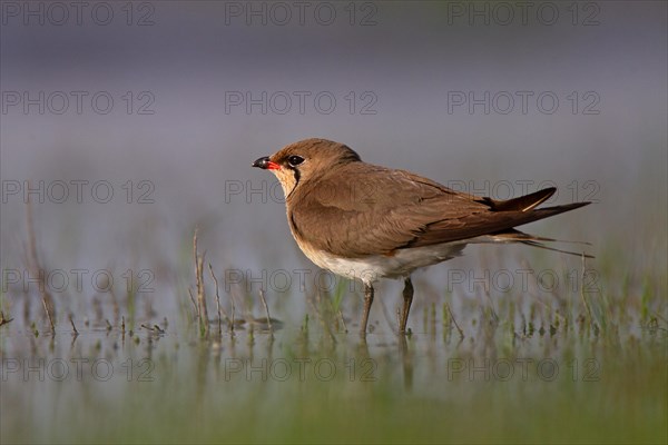 Collared pratincole (Glareola pratincola), Danube Delta Biosphere Reserve, Romania, Europe