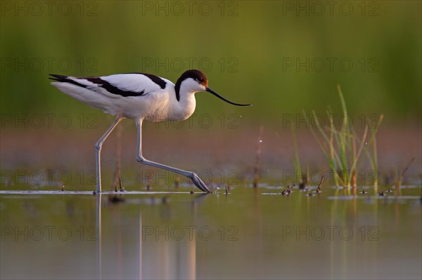 Black-capped avocet (Recurvirostra avosetta), Danube Delta Biosphere Reserve, Romania, Europe