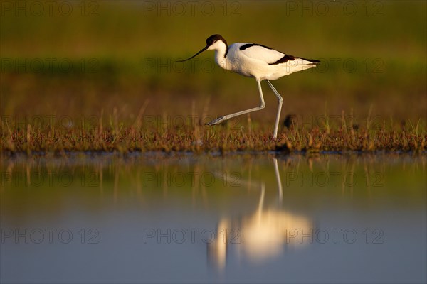 Black-capped avocet (Recurvirostra avosetta), Danube Delta Biosphere Reserve, Romania, Europe