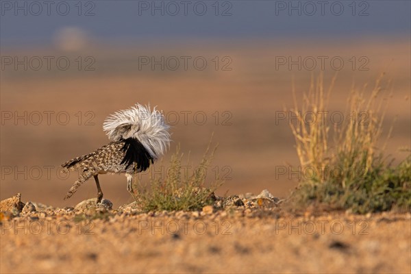 Saharan Houbara Bustard (Chlamydotis undulata fuertaventurae), mating male, Fuerteventura, Spain, Europe