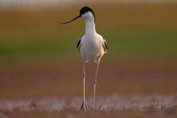 Black-capped avocet (Recurvirostra avosetta), Danube Delta Biosphere Reserve, Romania, Europe