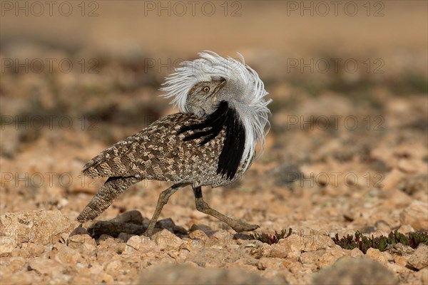 Saharan Houbara Bustard (Chlamydotis undulata fuertaventurae), mating male, Fuerteventura, Spain, Europe