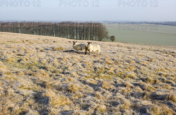 Bronze Age saucer barrow on Windmill Hill, a Neolithic causewayed enclosure, near Avebury, Wiltshire, England, UK