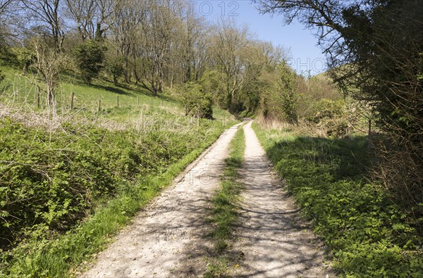 Track running uphill through chalk hillside, Gopher Woods, Huish, Vale of Pewsey, Wiltshire, England, UK