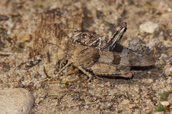 Blue-winged grasshoppers (Oedipoda caerulescens) on sandy ground, pair, female and male, camouflage, camouflage, camouflage, monochrome, brown, sexual dimorphism, Weilbach gravel pits, Weilbach, Floersheim, Taunus, Hesse, Germany, Europe