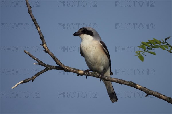 Lesser grey shrike (Lanius minor), branch, Kunpuszta, Kiskunsag National Park, Hungary, Europe