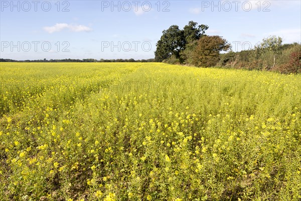 Yellow flowers of wild seed rape canola rom growing if field in autumn, Sutton, Suffolk, England, UK