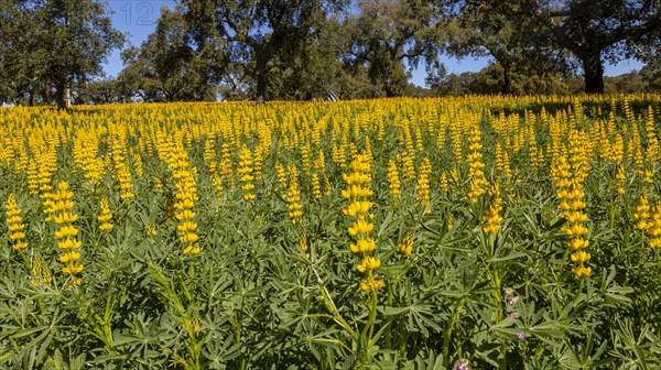 Yellow flowers of lupin plants, Lupine Albus in a field with cork oak trees, Quercus suber, near Viana do Alentejo, Portugal, Southern Europe, Europe