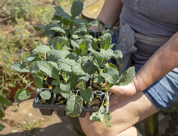 Woman holding seed tray of black kale plant seedlings, Brassica oleracea Lacinato