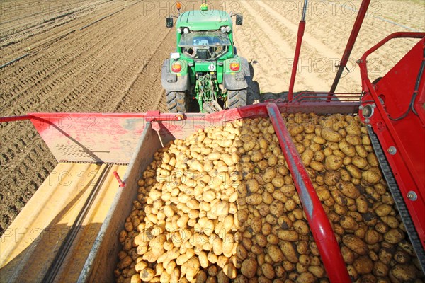 Farmer Hartmut Magin from Mutterstadt harvesting early potatoes in the Palatinate (Mutterstadt, Rhineland-Palatinate)